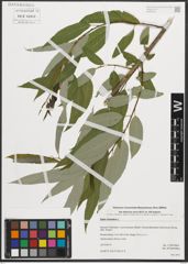 Foto von Salix triandra L.